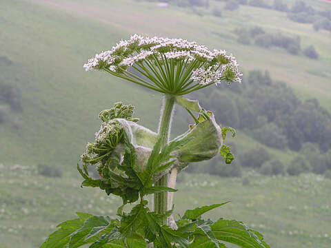 Imagem de Heracleum