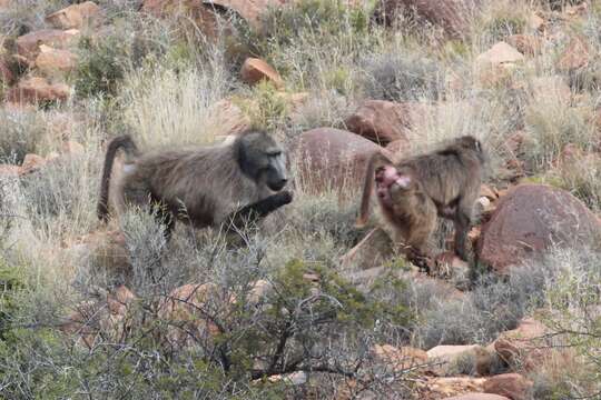 Image of Baboon