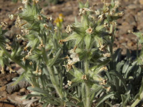 Plancia ëd Oreocarya flavoculata A. Nels.