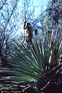 Image of Schott's yucca