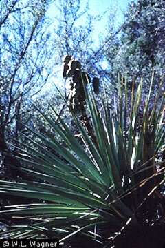 Image of Schott's yucca