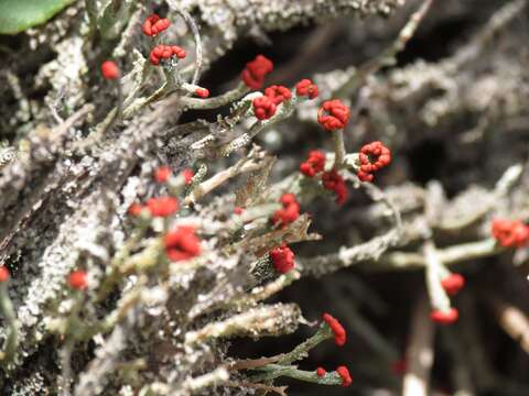 Image of cup lichen