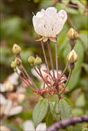 Image of evergreen rose