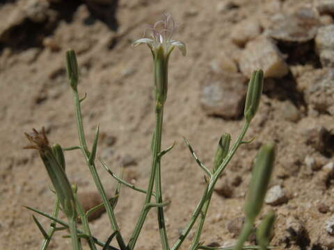 Image of skeletonweed