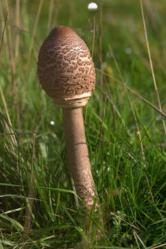 Image of Macrolepiota procera (Scop.) Singer 1948