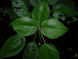 Image of Myriocarpa