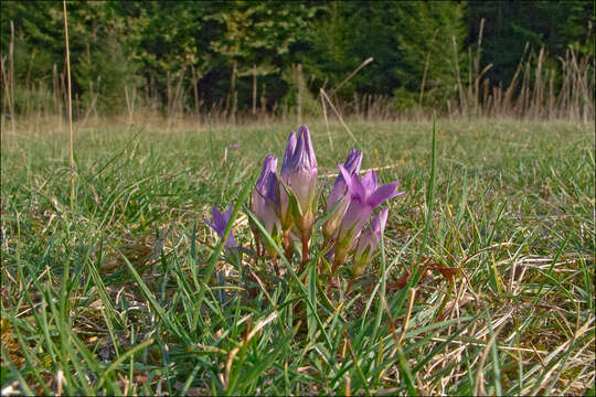 Image of Gentianella pilosa (Wettst.) J. Holub