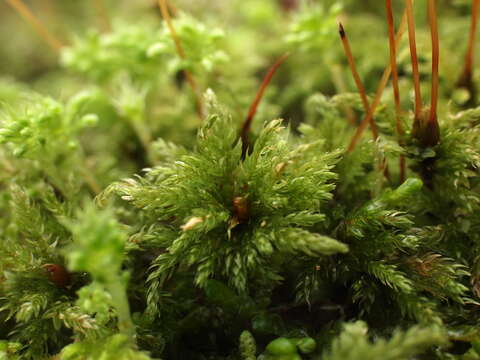 Image of leucolepis umbrella moss