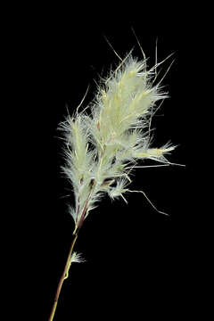 Image of beardgrass