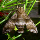 Image of Half-blind Sphinx