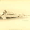 Callionymus caeruleonotatus Gilbert 1905 resmi