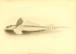 Image de Callionymus caeruleonotatus Gilbert 1905