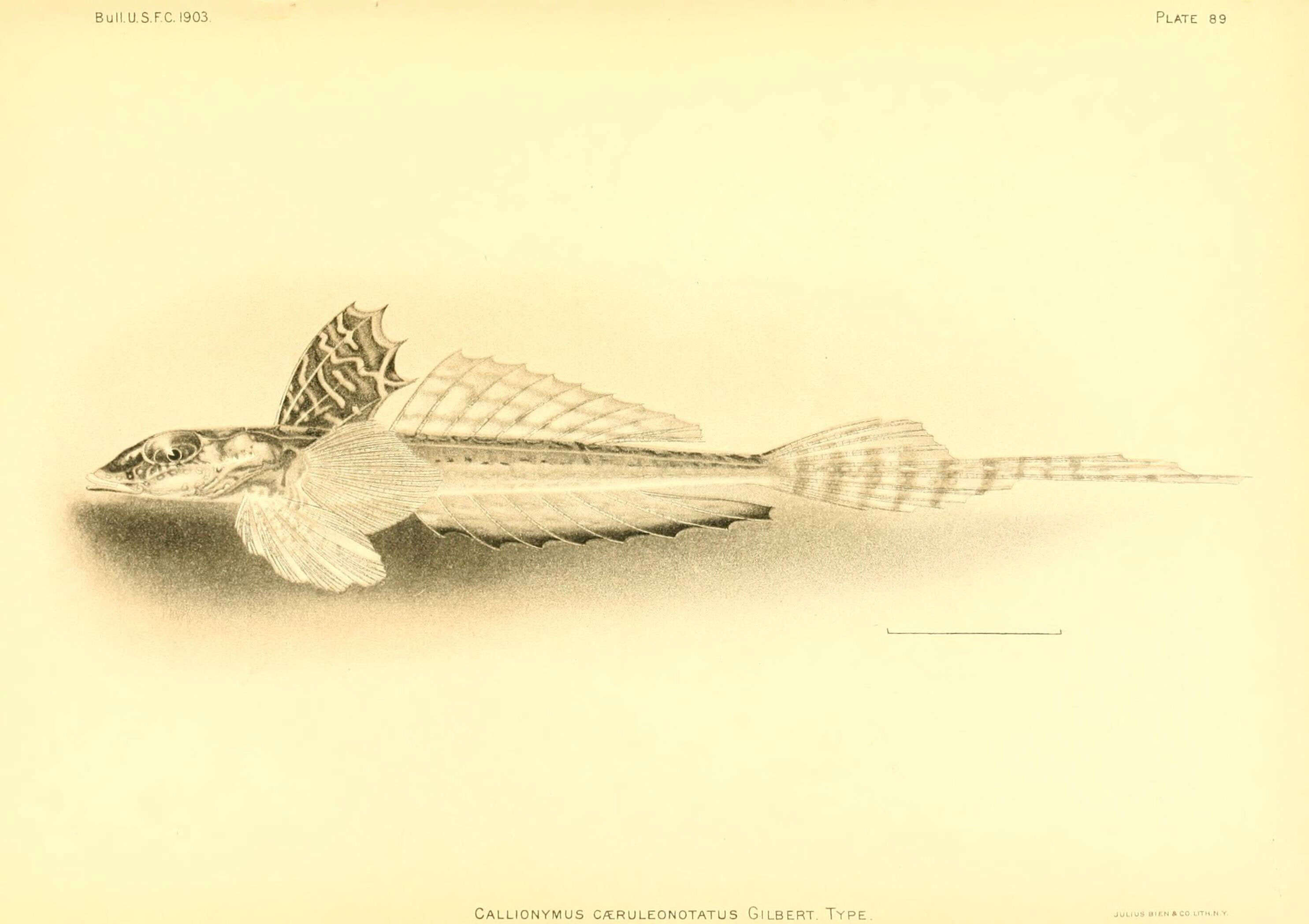 Imagem de Callionymus caeruleonotatus Gilbert 1905