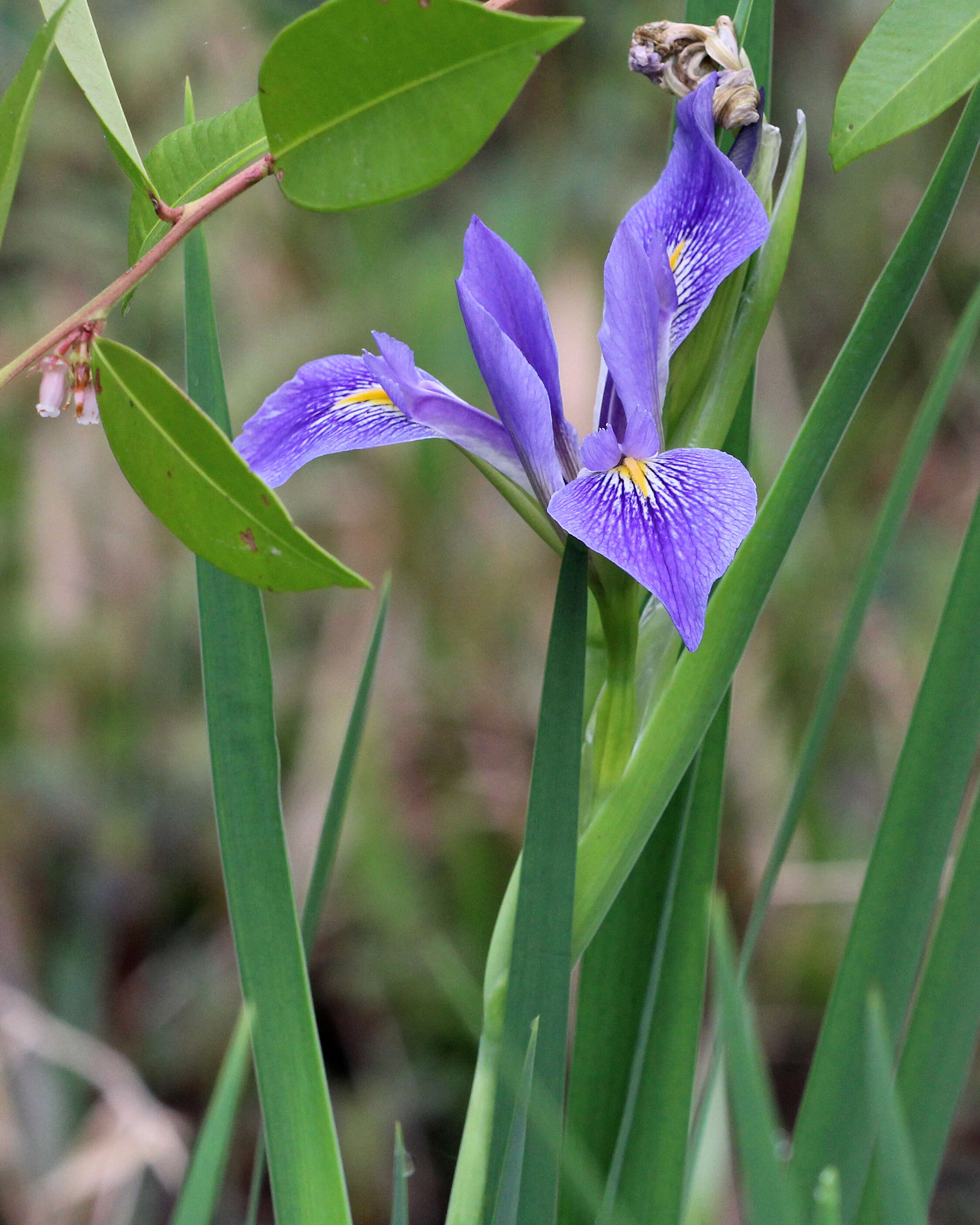 Sivun Iris savannarum Small kuva