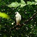 Image of White Hawk