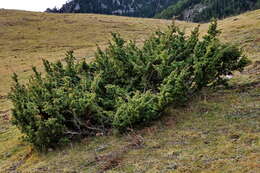 Image of juniper