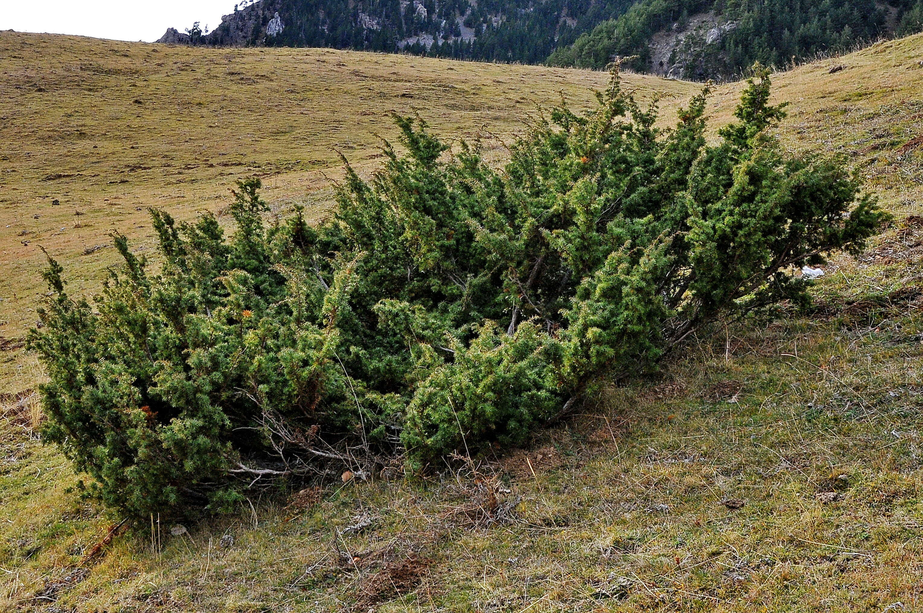 Image of Common Juniper