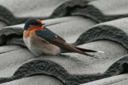 Imagem de Hirundo neoxena Gould 1842