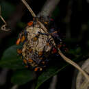 Image of Passionvine Bug