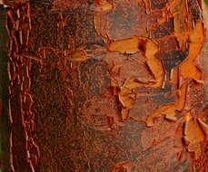 Image of paperbark maple