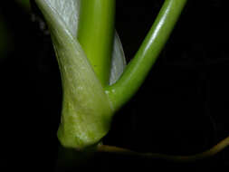 Image of Philodendron microstictum Standl. & L. O. Williams