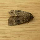 Image of svenssons copper underwing