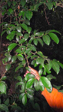 Image of Erythroxylum squamatum Sw.