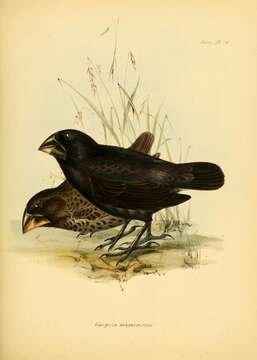 Image of Geospiza Gould 1837