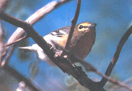 Image of Vireo Vieillot 1808