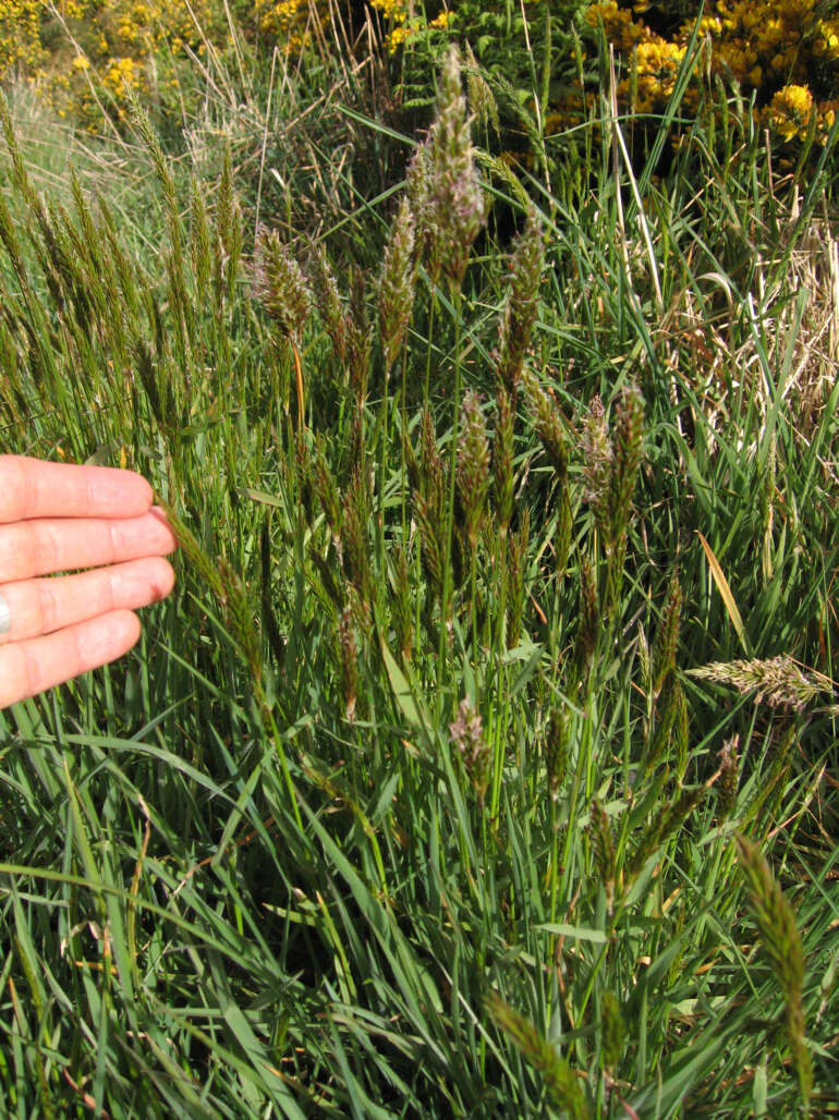 Image of Vernal Grasses