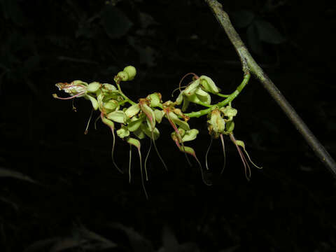 Plancia ëd Macrolobium costaricense W. C. Burger