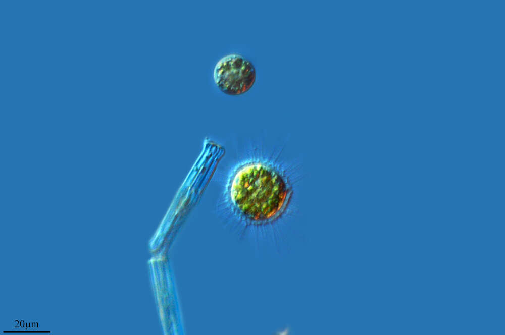 Sivun Nuclearia simplex kuva
