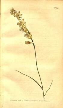 Image of Iridaceae