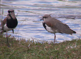 Image of Lapwing