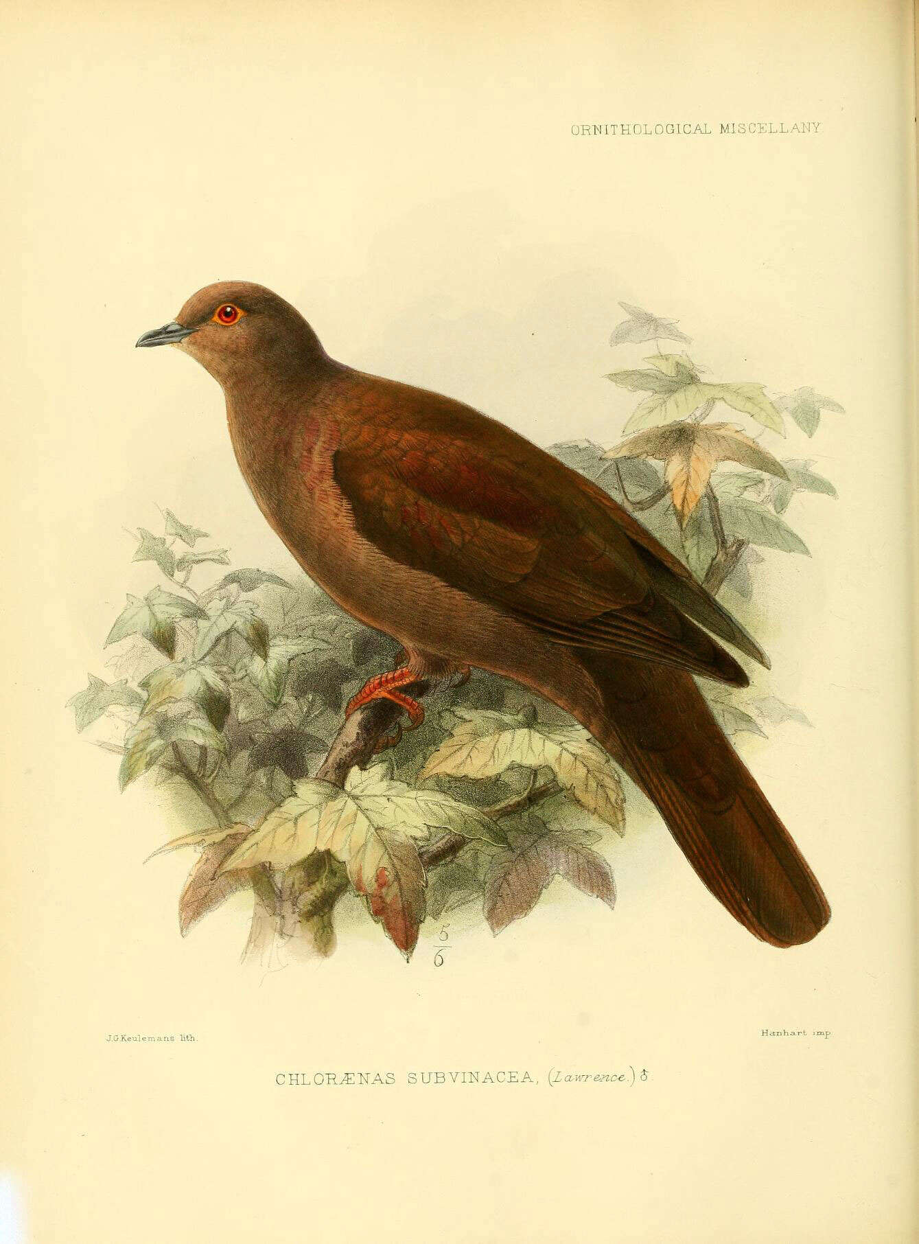 Image of Patagioenas Reichenbach 1853