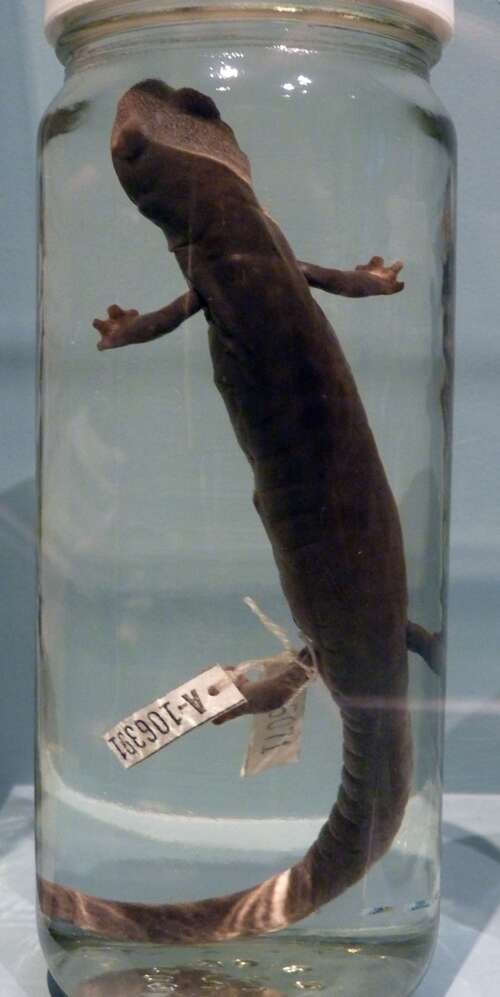 Image of Ringtail Salamander