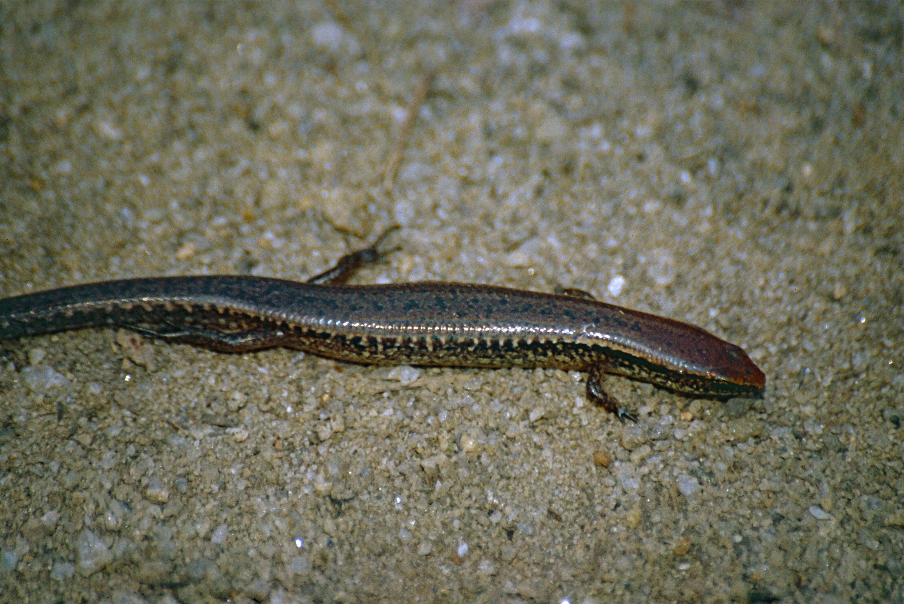 Image of Madascincus Brygoo 1981