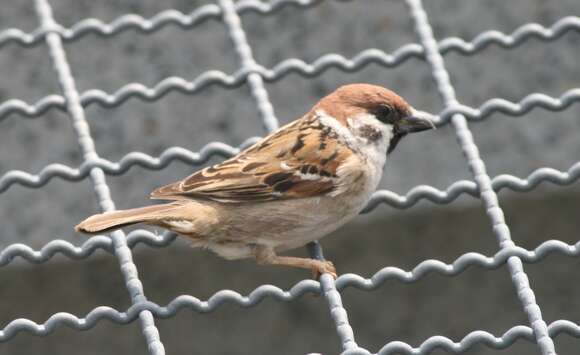 Image of Eurasian Tree Sparrow