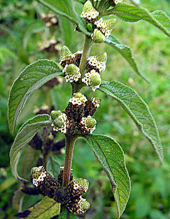 Image of lippia