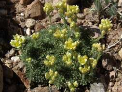 Image of Bodie Hills cusickiella