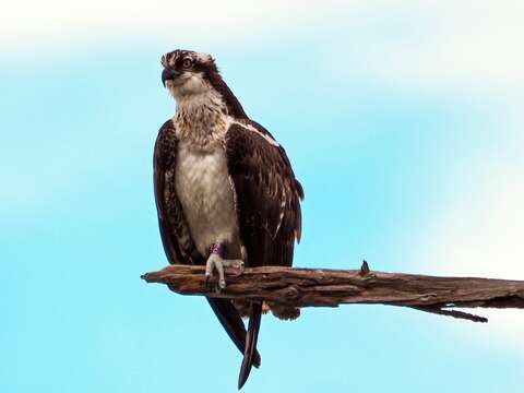 Image of ospreys