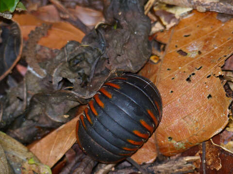 Image of Giant pill millipedes