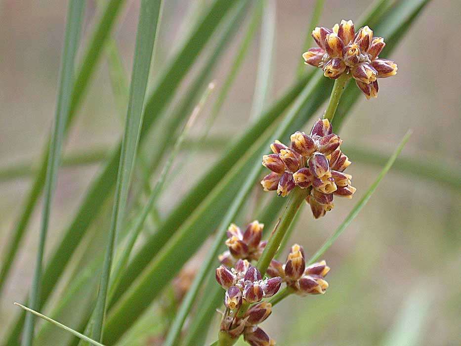 Image of Many flowered mat-rush