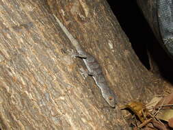 Image of spiny-tailed geckos