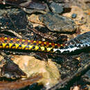 Image of Malayan Spotted Keelback Water Snake