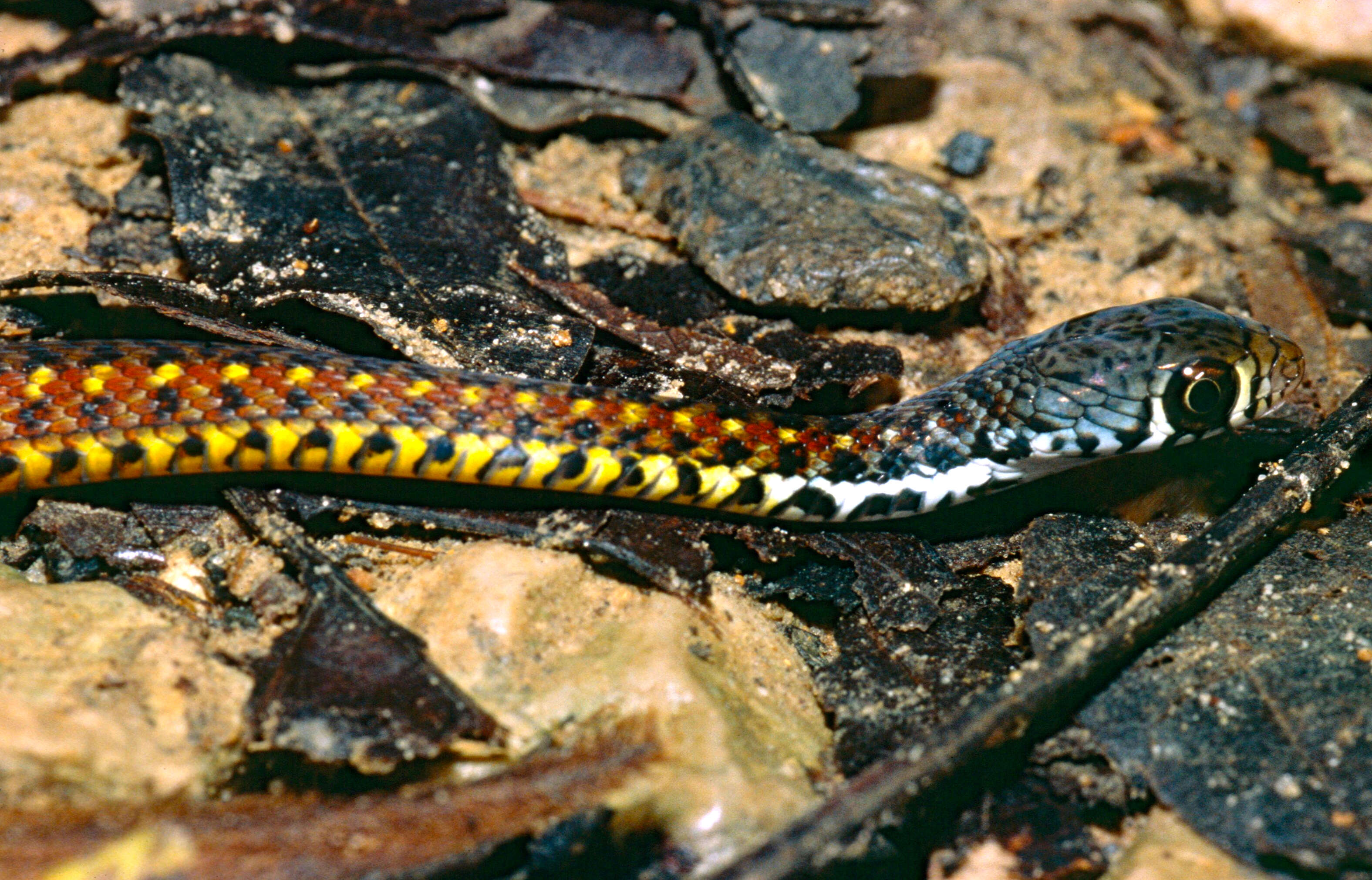 Image of Xenochrophis Günther 1864