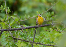 Image of African Golden-breasted Bunting