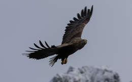 Image of White-tailed Eagle