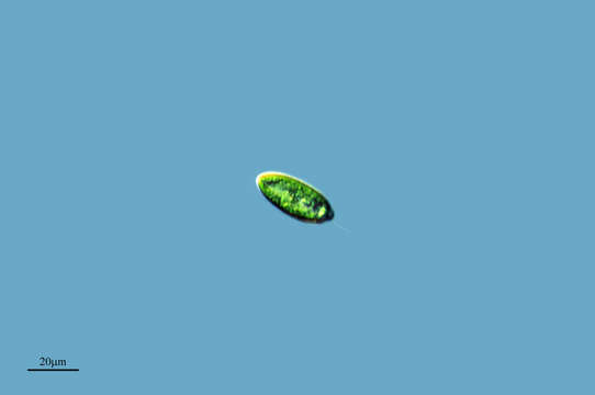Image of Cryptophyceae