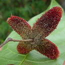 Image of Sloanea hirsuta (Schott) Planch. ex Benth.